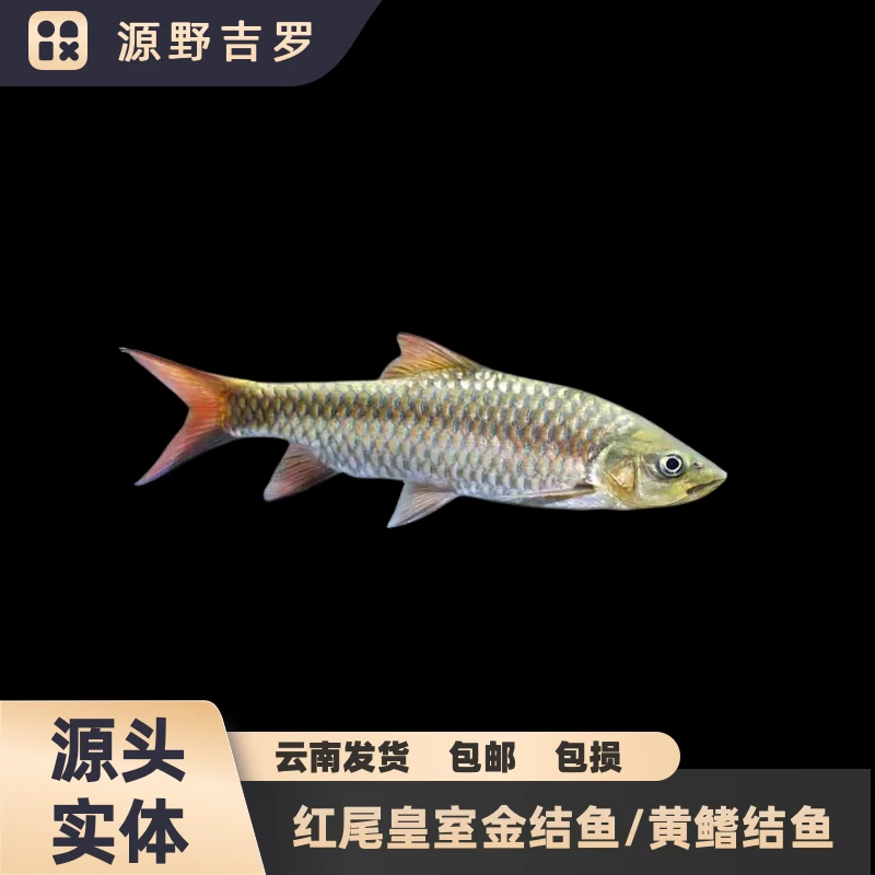 喜玛拉雅皇室金吉罗活体野生苗子黄鳍结鱼金色原生鱼观赏鱼广温鱼
