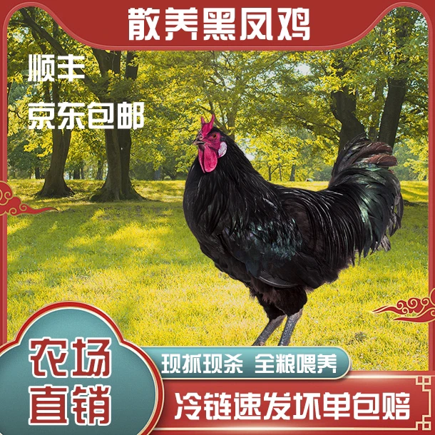 【老吴家】1只毛重6-7斤散养黑凤大公鸡走地鸡净重4.5-5斤拍一发二
