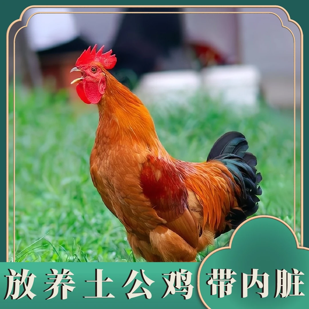 农家散养大公鸡放养土鸡 [带内脏]单只净重2.5斤左右 小米福利5