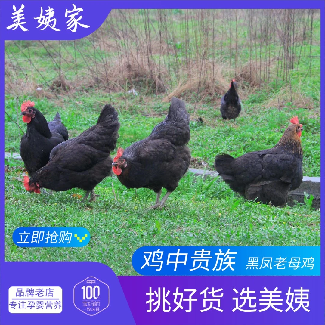 放养土鸡走地鸡黄油两年黑凤老母鸡两只毛重7斤多净重5斤多X