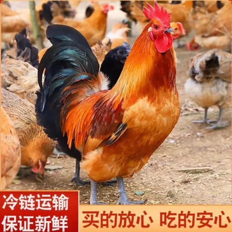 农家散养黑脚大公鸡 肉质鲜嫩带内脏三只毛重14斤多 净重9斤左右M