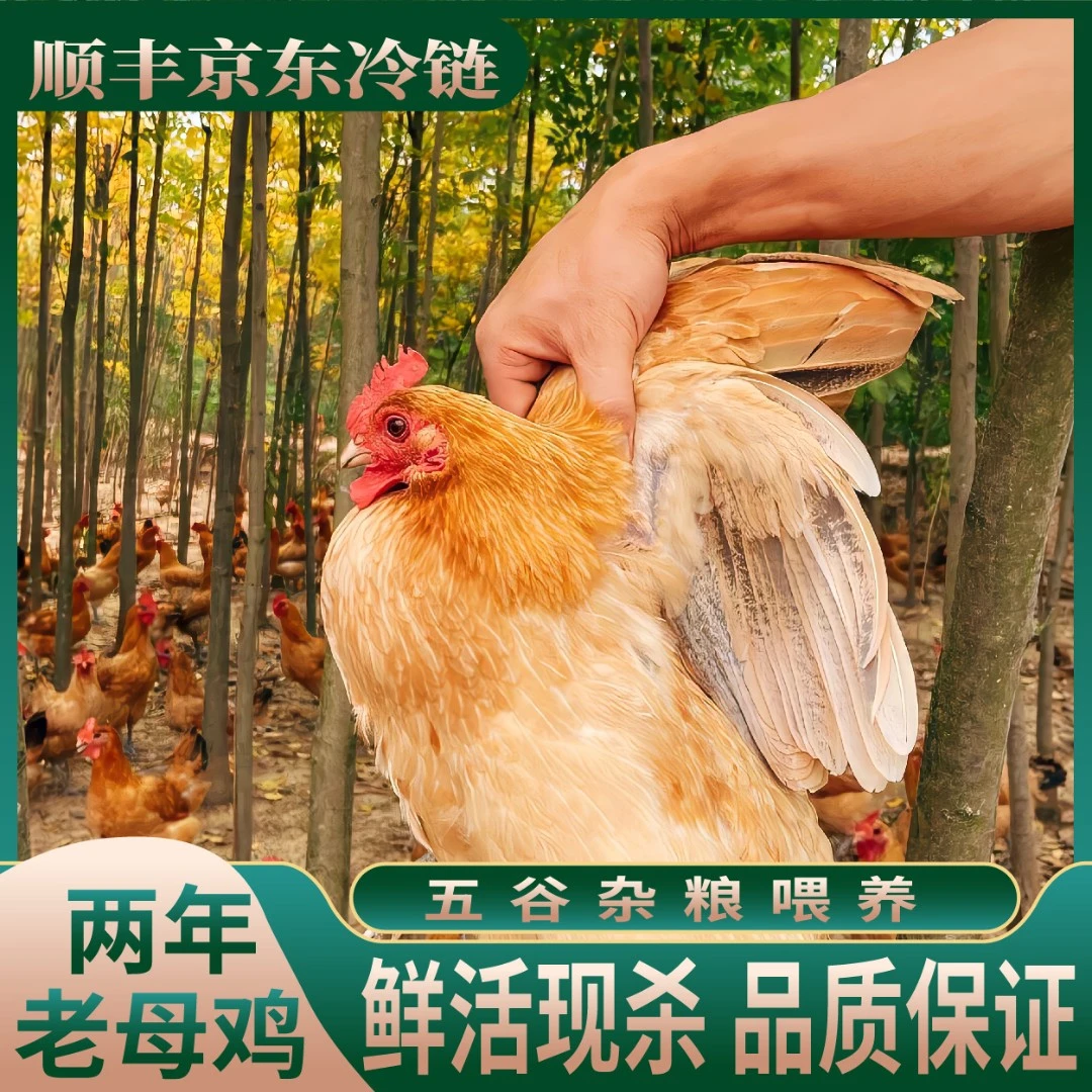 【买一送一】农家散养两年黄油老母鸡草鸡土鸡  单只净重3斤左右X