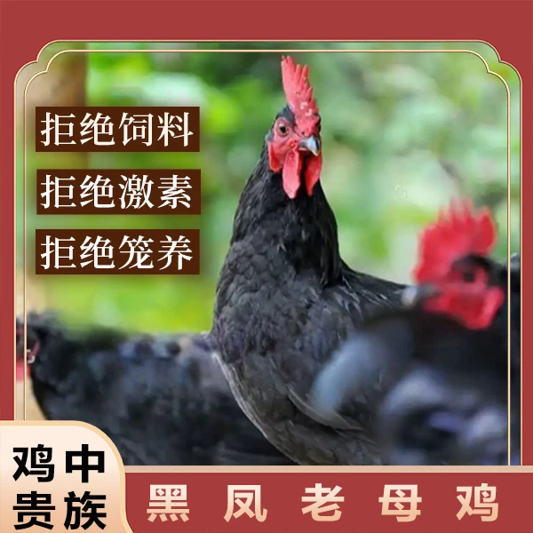 农家散养土鸡走地鸡黄油黑凤老母鸡 新鲜2只/5斤冷链福利