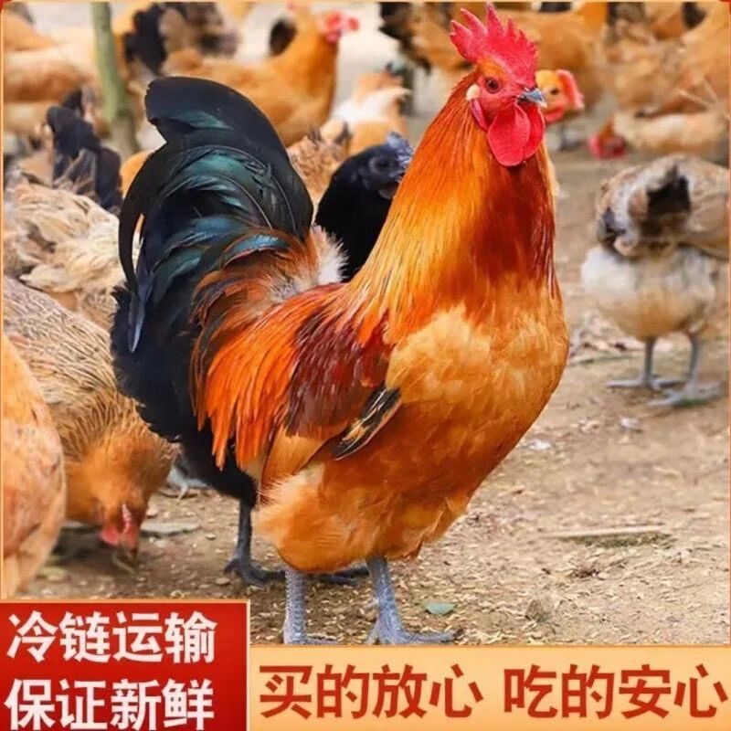 散养走地鸡[黑脚大公鸡]带内脏  1只3斤左右 土土的福利6