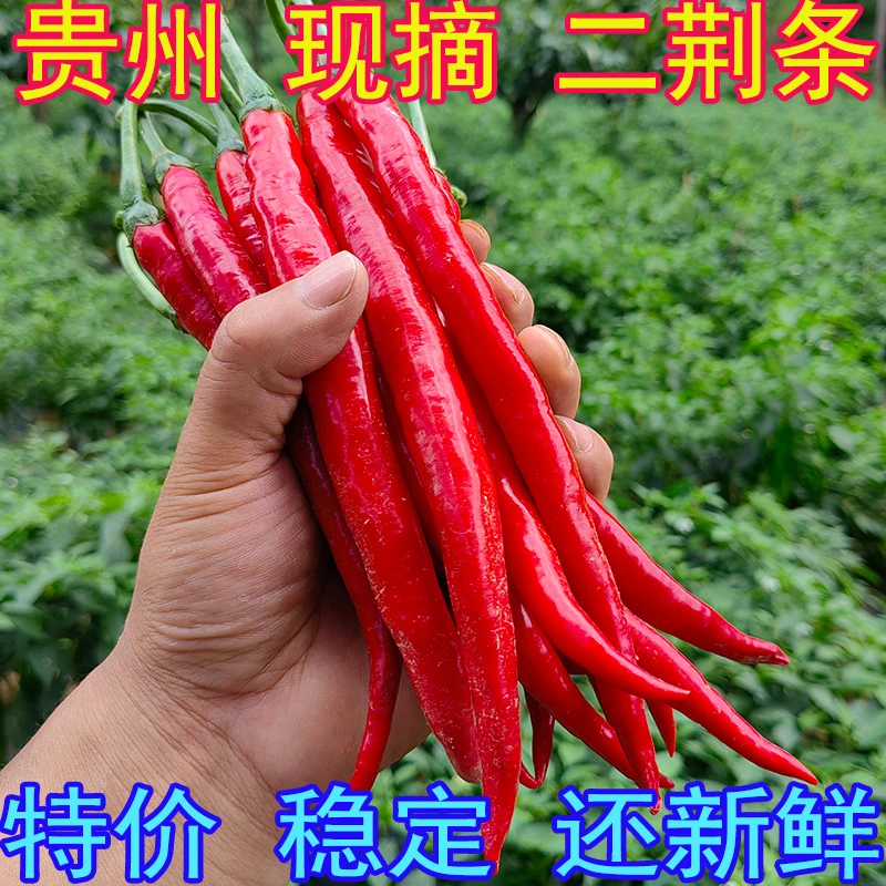 红线椒新鲜批发 红二荆条 红辣椒 红色二金条 剁椒辣椒酱材料贵州