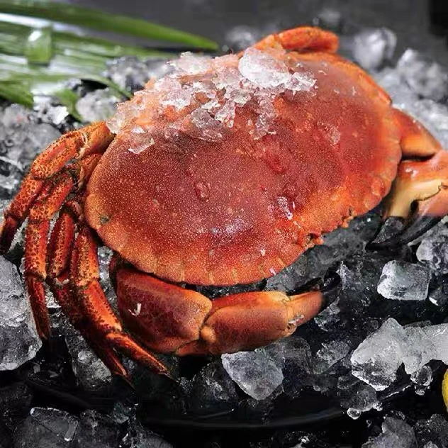 【顺丰】面包蟹 母蟹 液氮冷冻锁鲜发货 个别断脚【保鲜不包活】两个共3斤以上