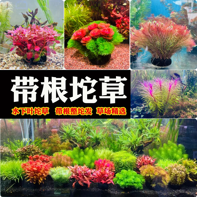 带根坨草自带营养底座鱼缸草缸造景植物阴性水草真草新手懒人组合