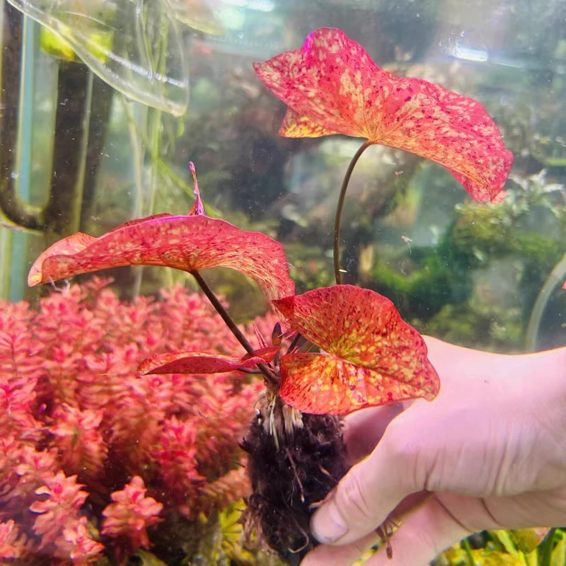 虎斑睡莲红虎斑红色前景水草阴性无需二样化碳带种子鱼缸草缸造景