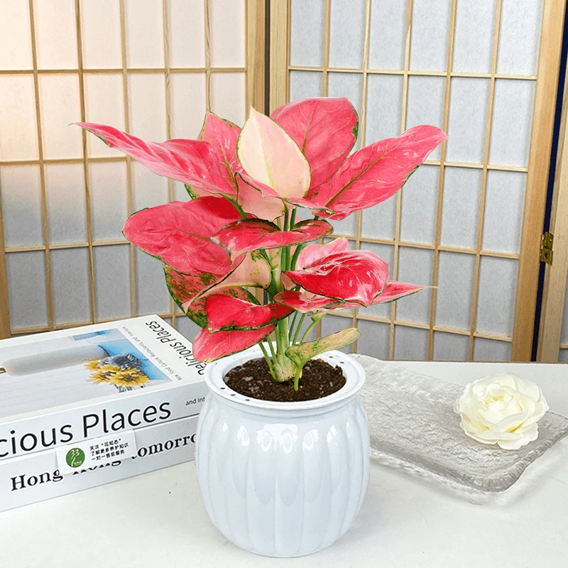 【吉利红】绿植花卉盆栽室内客厅办公好养带懒人盆红色植物美化鲜活