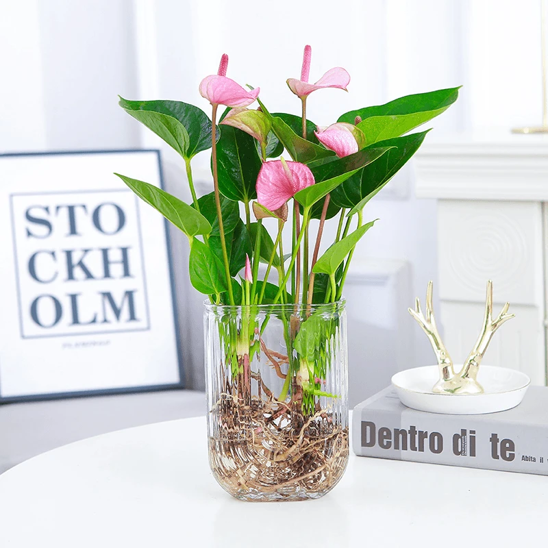 3-5朵花粉掌红掌盆栽绿植水培植物水养美观桌面室内盆栽w