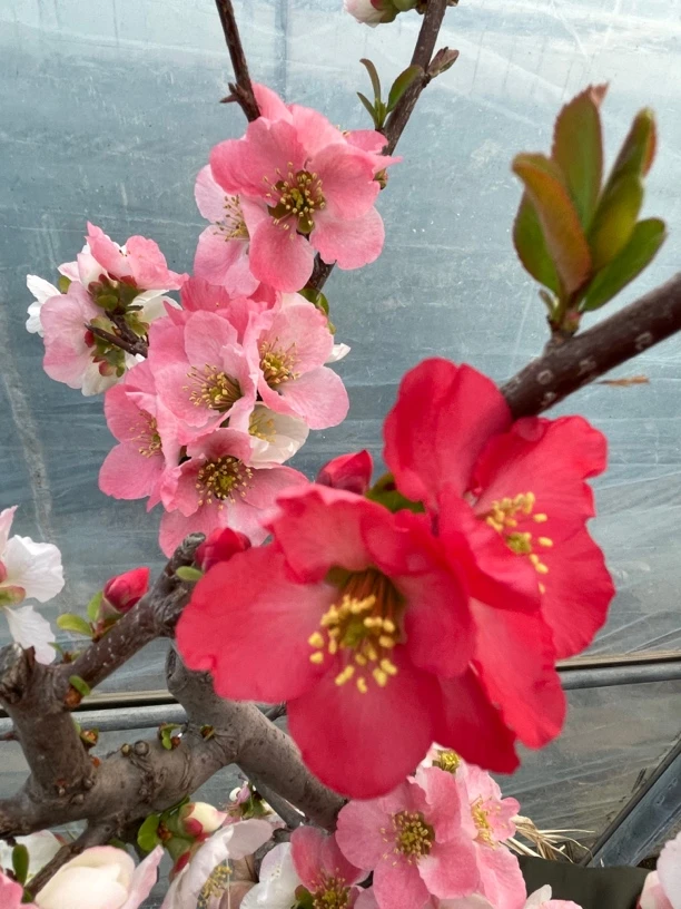 直播间一物一拍 东洋锦垂丝海棠冬红果绿宝石木瓜西府