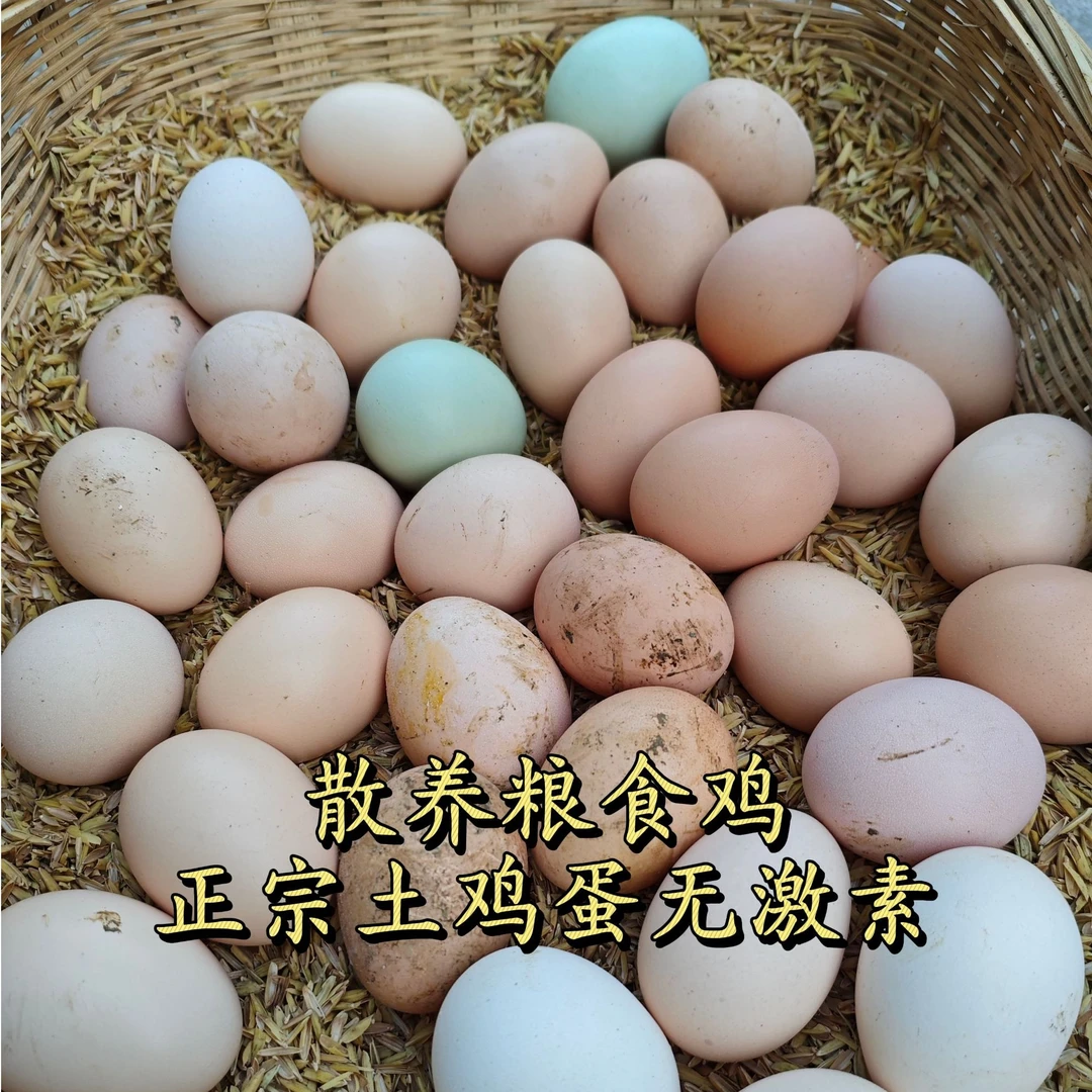 贵州农家散养粮食鸡吃虫子野菜零激素土鸡蛋