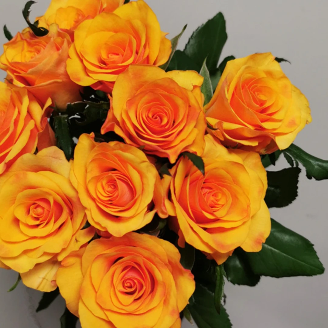 辉煌月季花苗开花玫瑰小苗四季盆栽花卉爬藤植物藤本蔷薇树苗绿植