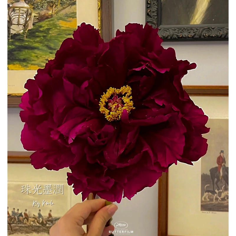 牡丹-珠光墨润 6枝条以上 菏泽赵楼村发货 盆栽花苗绿植景观