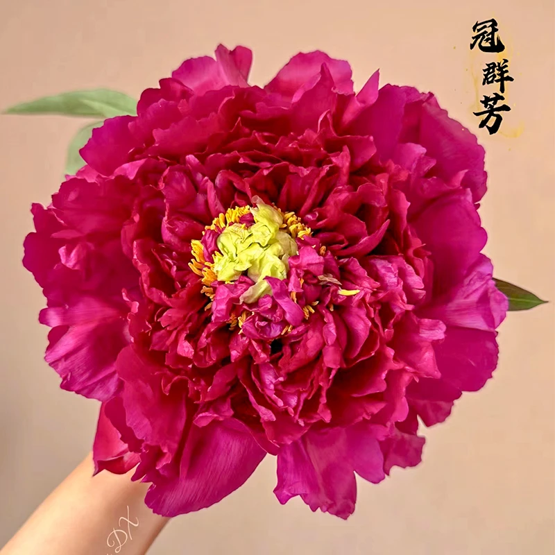 牡丹-冠群芳 6枝条以上 菏泽赵楼村发货 盆栽花苗绿植景观