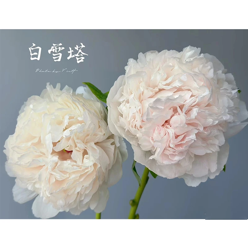 【小赵牡丹】白雪塔 6枝条以上 菏泽赵楼村发货 盆栽花苗绿植景观