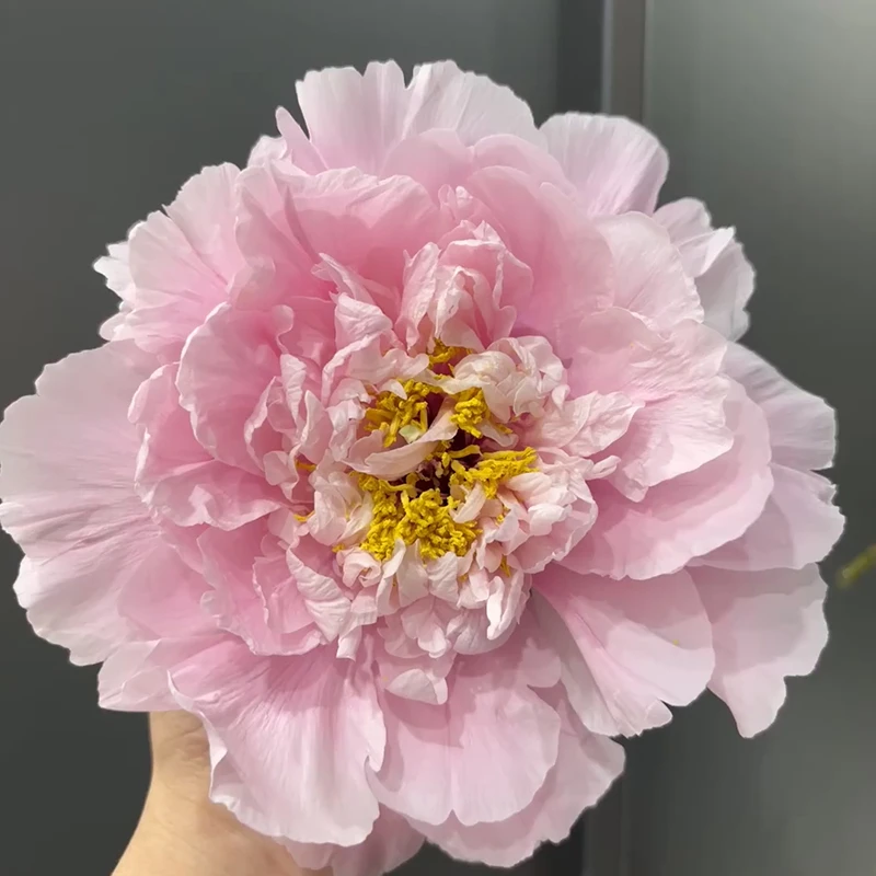 牡丹-粉中冠 6枝条以上 菏泽赵楼村发货 盆栽花苗绿植景观