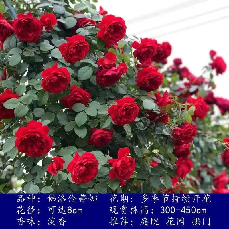 佛罗伦蒂娜藤本月季花苗庭院阳台爬藤植物四季开花玫瑰蔷薇花苗