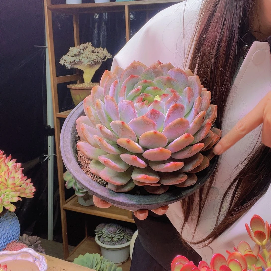 红陶20CM（含）-50CM（不含）