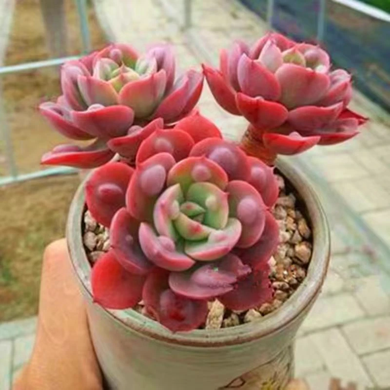 老桩多肉 雨滴 老桩发货