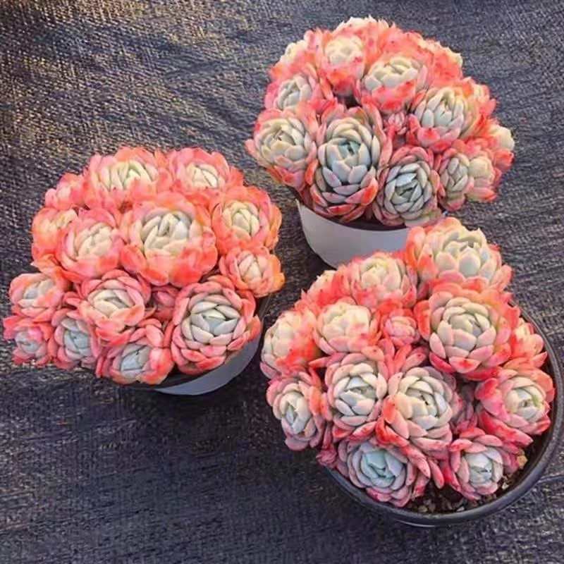 基地直发 香水胭脂贝瑞   粉色品质发货新手下单优质品种颜色色彩