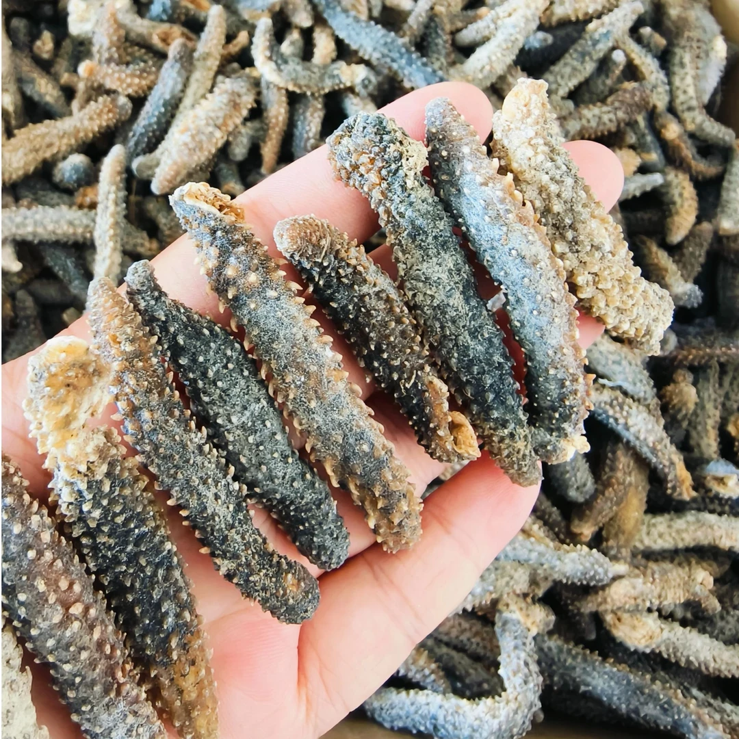 印度尼西亚  淡干小海参