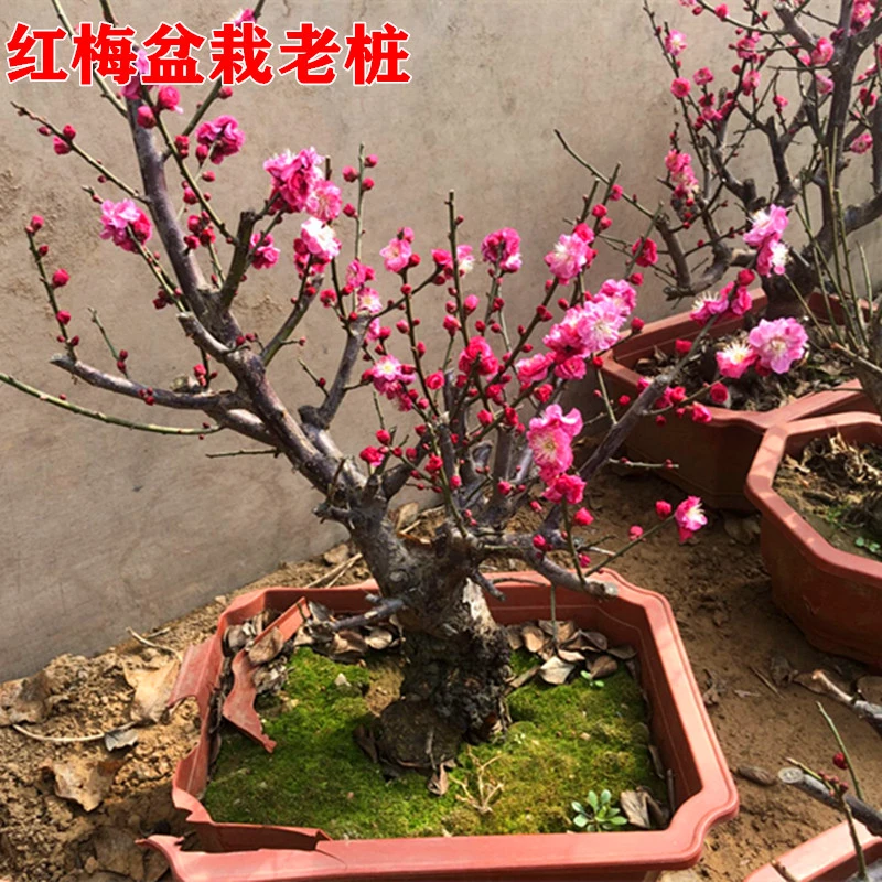 【老桩红梅盆栽】精品老桩红梅庭院阳台可种耐寒耐旱花开满盆