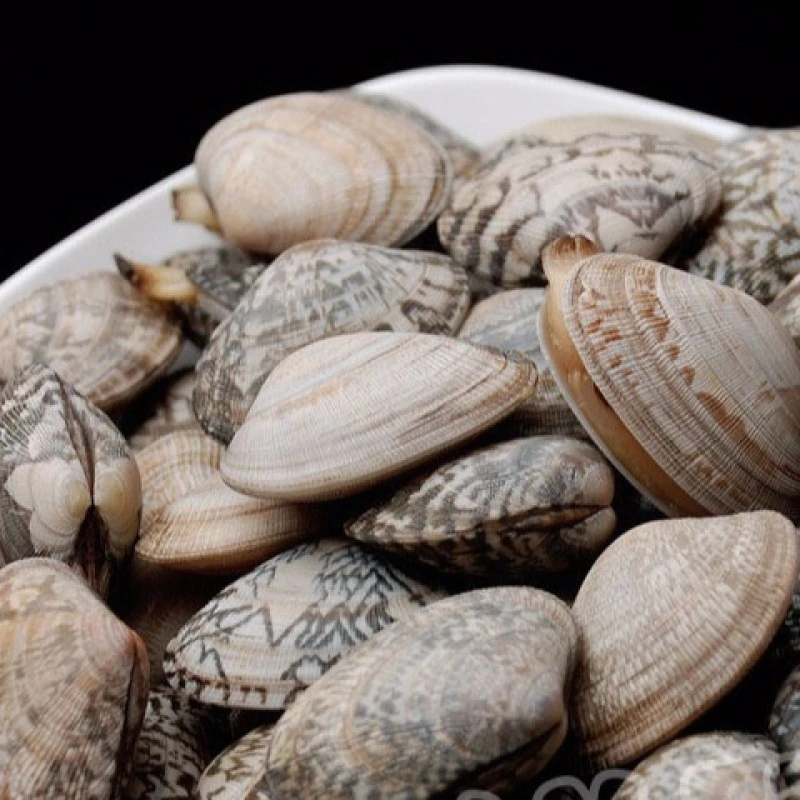 鲜活原汁原味大花蛤约500g（40-50粒）