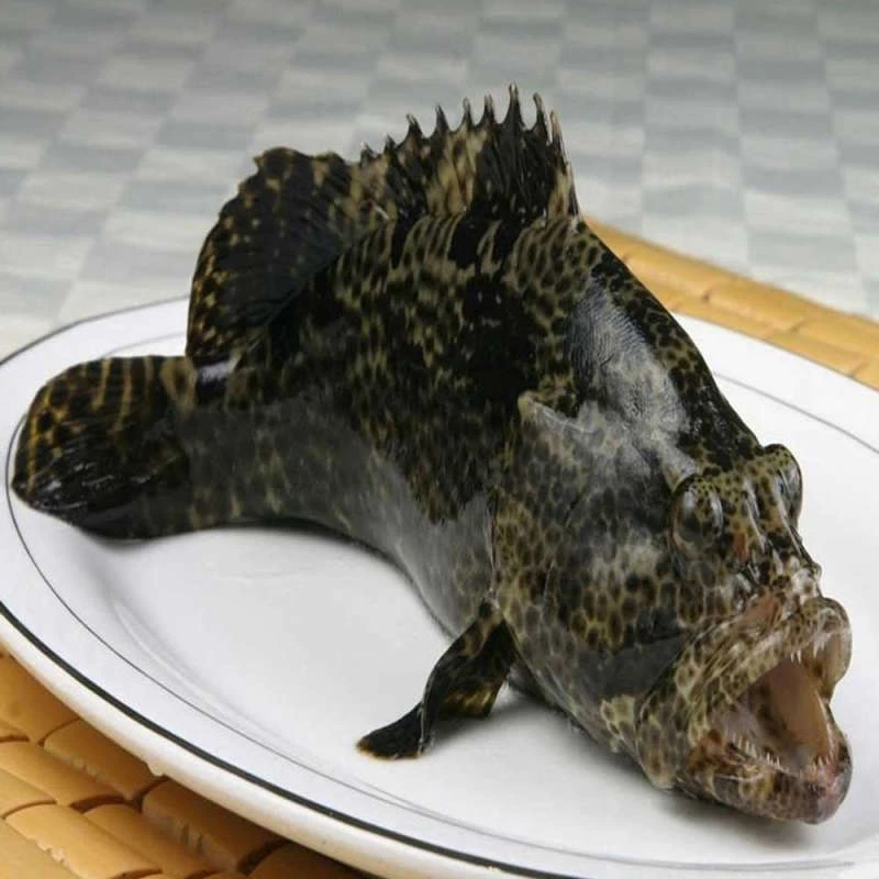 鲜活龙胆（老虎斑）一条500-600g