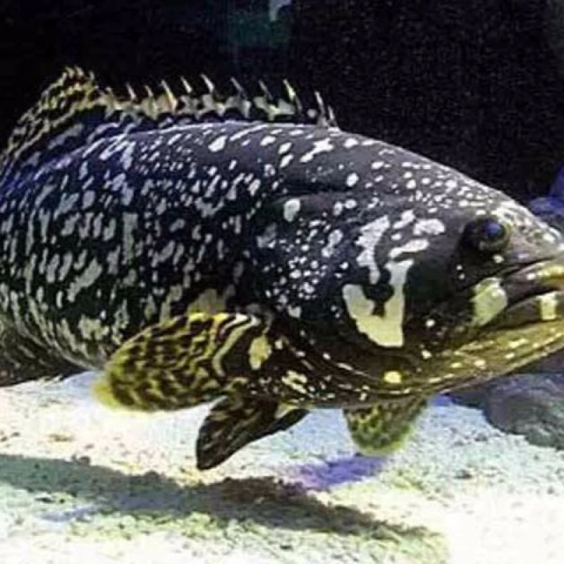 鲜活龙胆石斑鱼（老虎斑）一条约600-650g  小时达可活 次日达【保鲜不保活】