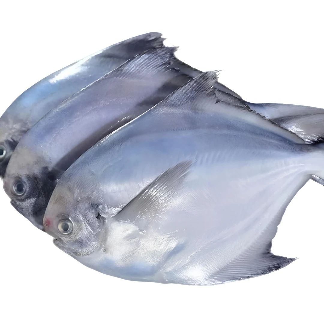 黄海野生银鲳鱼，一斤四条，十四到十六条