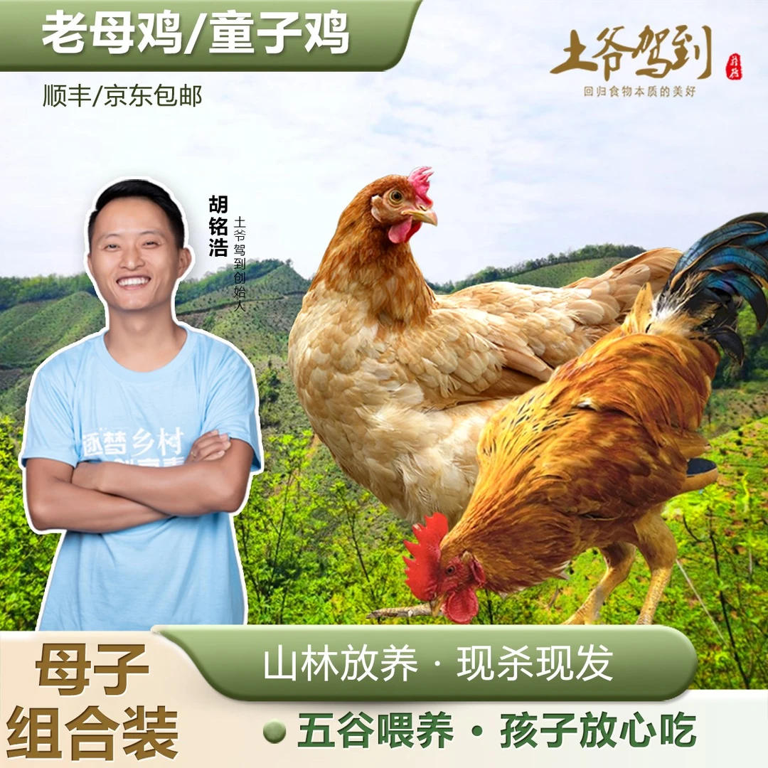 土爷驾到【母仔组合】东黄山散养老母鸡+童子鸡净重(1800g-2100g)