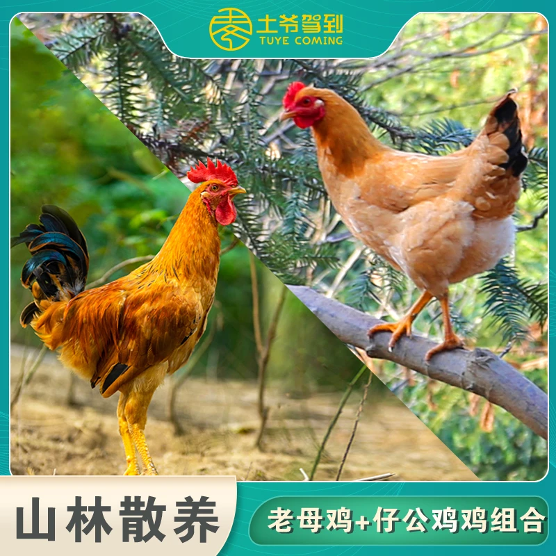 【爆款推荐】农家散养母鸡+童子鸡套餐净重(1800g-2100g)