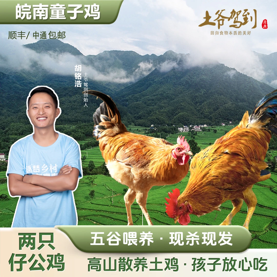 土爷驾到2只散养童子鸡未打鸣新鲜现杀（单只净重1.5斤）