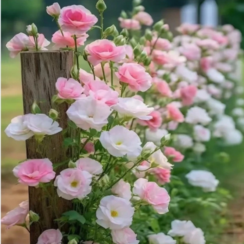 洋桔梗花四季易活阳台庭院盆栽地南北方种植