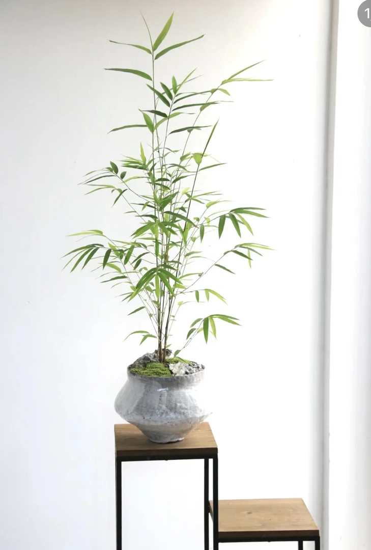 精品内门竹盆栽名贵门内竹室内庭院绿植四季常青好养易活竹子盆景