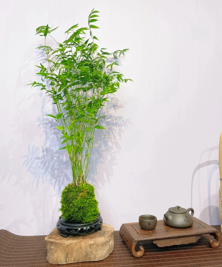 苔藓球植物翡翠观音竹净化空气水培盆景客厅室内桌面观赏盆栽创意