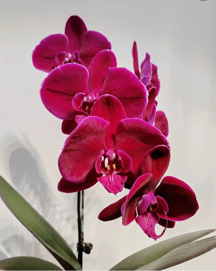 牛记黑脸3.5抽梗苗两颗