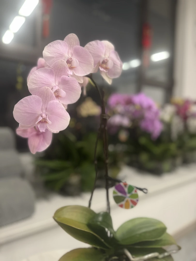 安祖罗马蝴蝶兰3.5杯