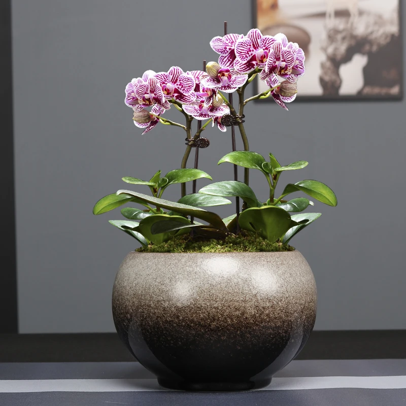 蝴蝶兰花盆陶瓷带托盘创意大号特大文竹吊兰绿萝家用多肉盆景花盆