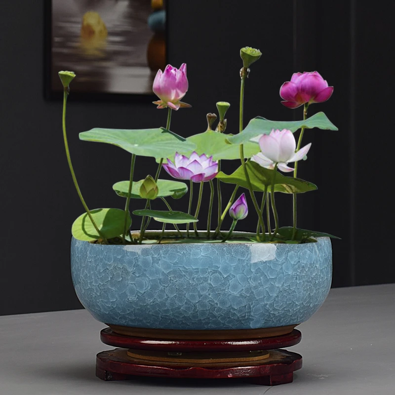 简约冰裂无孔水仙花盆办公室铜钱草睡碗莲盆阳台大号水培陶瓷容器