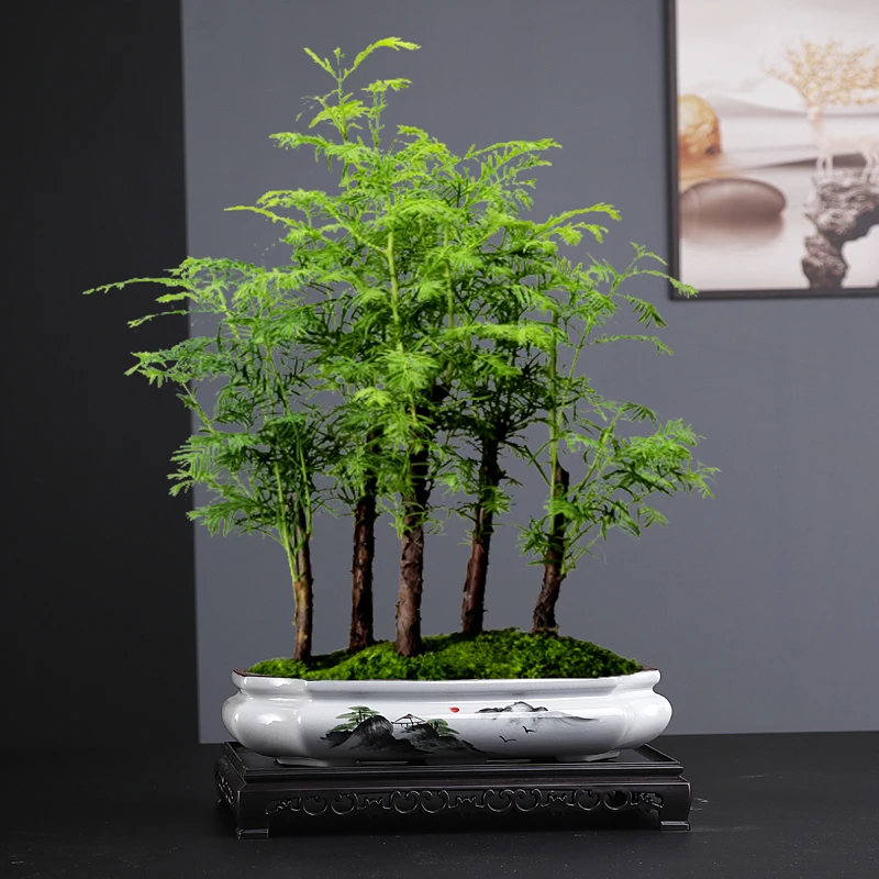 简约陶瓷花盆紫砂水杉文竹盆景盆室内客厅绿植造景多肉容器椭圆盆