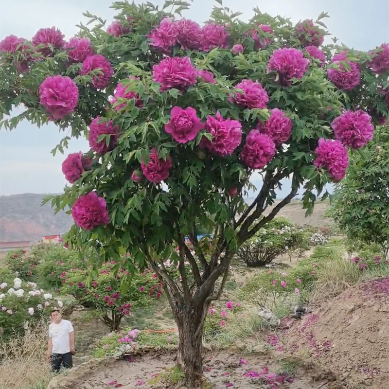 紫斑牡丹花甘肃基地直发带土球带大苗重瓣牡丹花树苗一物一拍2