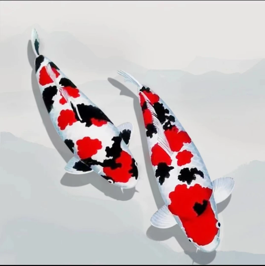 观赏鱼锦鲤包邮日本进口锦鲤池养精品观赏鱼红白大正三色