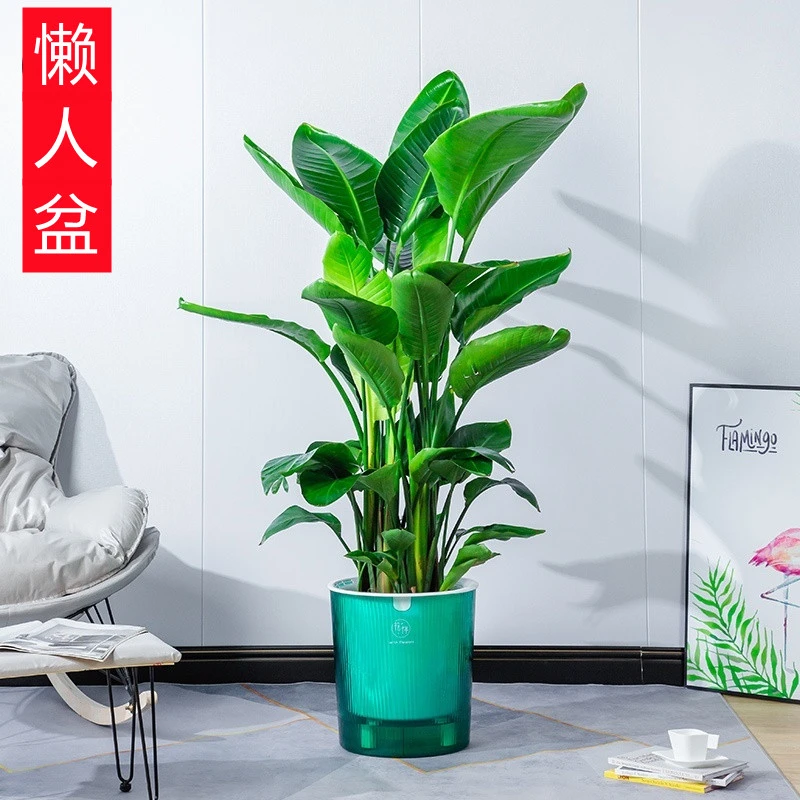 自吸水懒人树脂花盆透明可视水位客厅天堂鸟散尾葵特大口径花盆