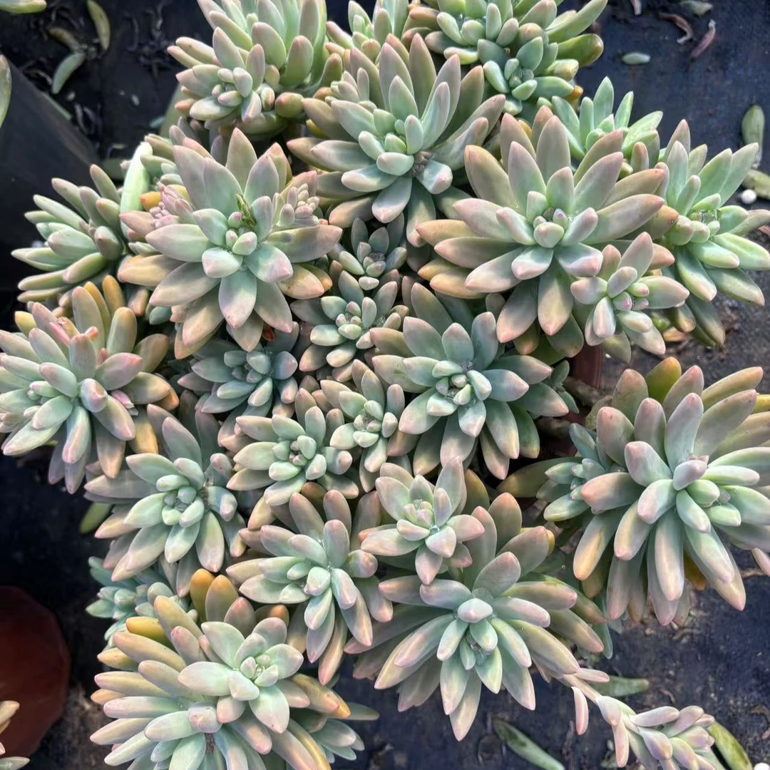 ［大秋丽］脱土发 （满15包邮）好运来多肉 云南基地直发