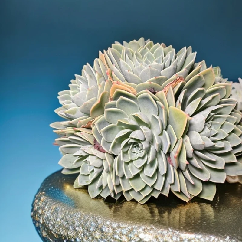 （三色堇多肉） （满18包邮）脱土发