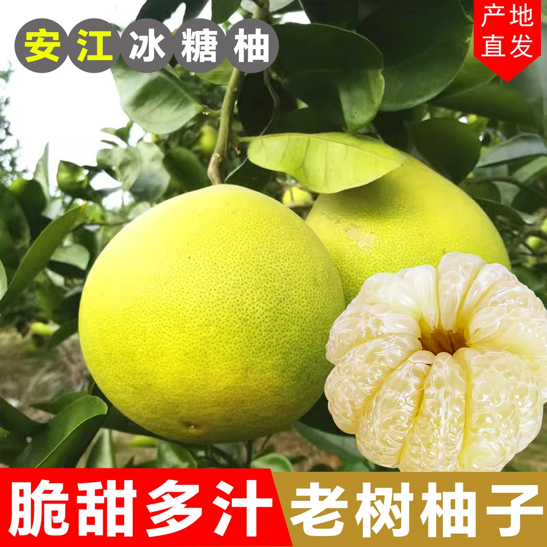 湖南怀化雪峰山冰糖柚子安江小柚子新鲜水果白心苦柚老树土柚药柚