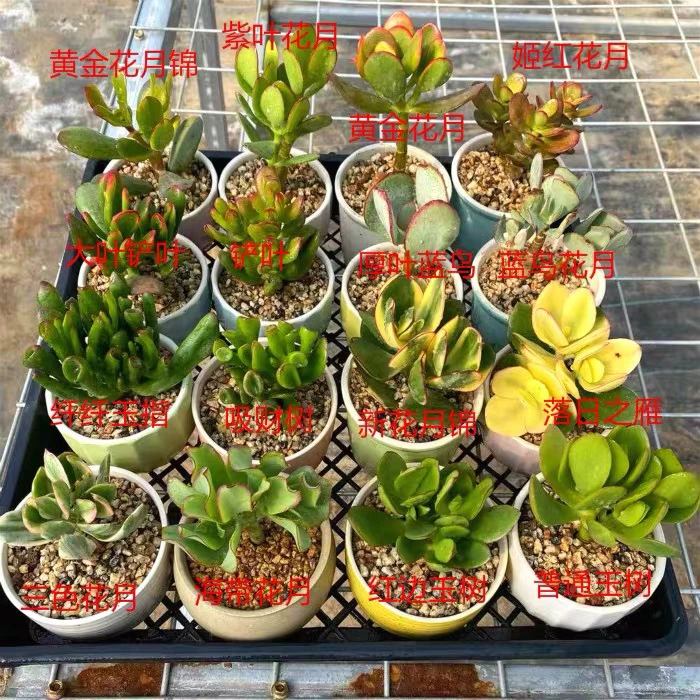 玉树系列16个品种玉树小苗，10厘米高