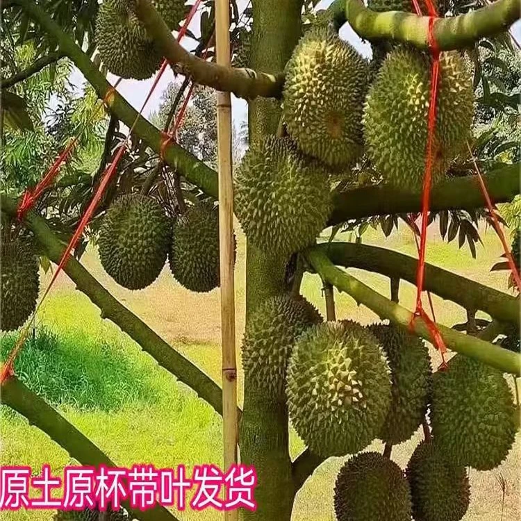 嫁接黑刺猫山王金枕榴莲苗直播间一物一拍正宗精品带土